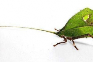 Zwierzęta zamaskowane pod liśćmi roślin Zwierzęta zamaskowane pod liśćmi roślin